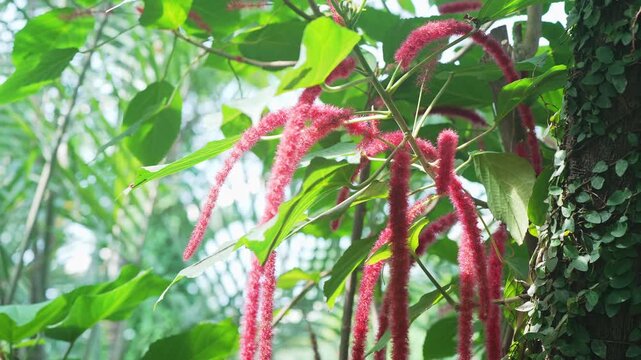 Red Chenille Flowers Swaying in Tropical Garden Sunlight
