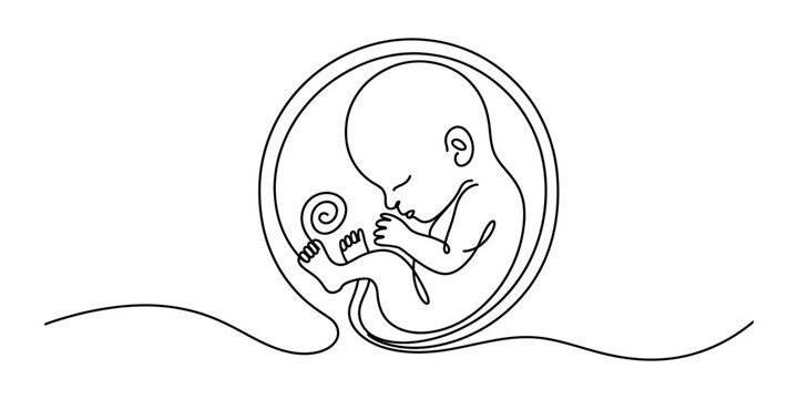 Continuous single line drawing of a human fetus inside the womb showing the miracle of life and prenatal development in a simple minimalist black art style