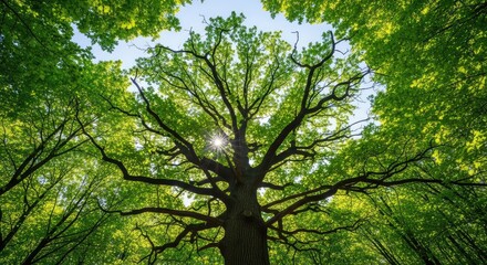 Fototapeta premium A massive oak tree towers toward the sky in a vibrant forest, captured from a low angle with sunlight filtering through lush green leaves, growth, summer, scenery