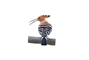 Eurasian Hoopoe ( Upupa epops ) on white background, bird isolated © suradech