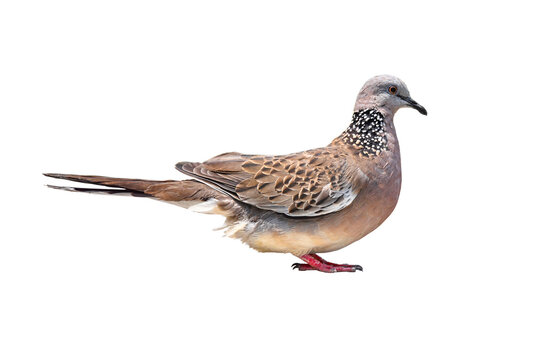 Spotted Dove (Streptopelia chinensis) on white background,bird isolated