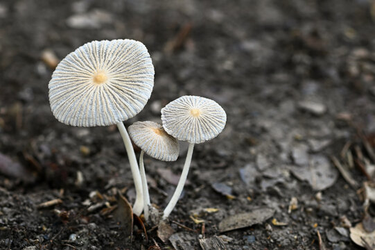 Japanese Umbrella Mushroom ( Parasola plicatilis ) on white background, mushroom isolated