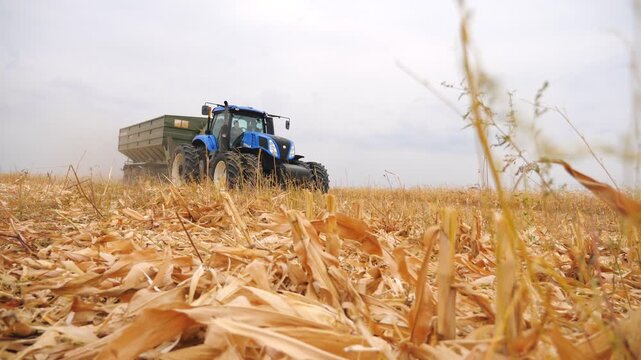 Modern tractor transporting corn cargo at field during gathering crop. Agricultural machine driving through farmland with yield in trailer. Agronomy or farming concept. Harvesting season. Low view