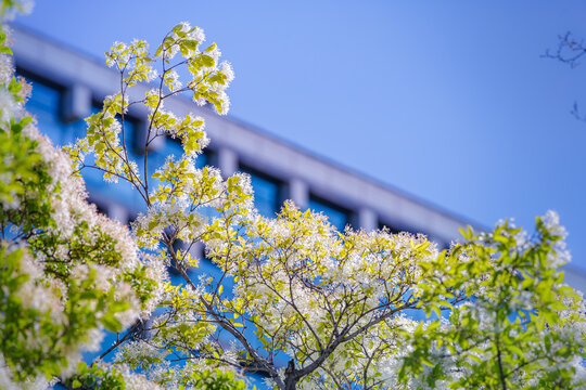 White Chionanthus retusus fringe tree blossoms in full bloom with city building and blue sky background (Beautiful white fringe tree flowers shining in the bright morning sunlight)