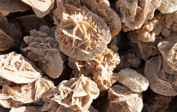 Natural Desert Rose Crystal Formations: Intricate Gypsum Rosette Clusters from the Sahara Desert Arid Landscape