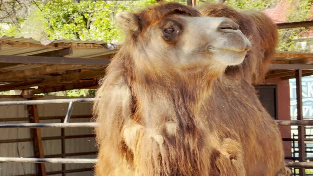 A fluffy Bactrian camel stands tall and chews its food with a steady rhythm. This slow motion produces a wet, grinding sound. The constant, soft hum of the zoo atmosphere vibrates in the air.