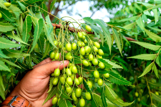 Fresh Neem fruit on tree with leaf on nature background, A leaves of neem tree and fruits growing natural medicinal. Azadirachta indica