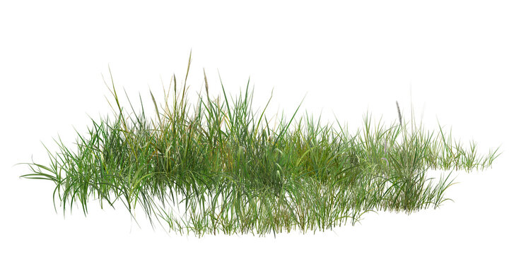 grass isolated on white background/High-resolution green wild grass isolated on light background with sharp details and fresh natural texture, ideal for botanical and landscape design projects.