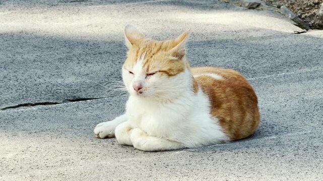 A ginger and white cat sits calmly with its eyes closed on the pavement. The animal's soft purring blends into the distant, low hum of the city street.