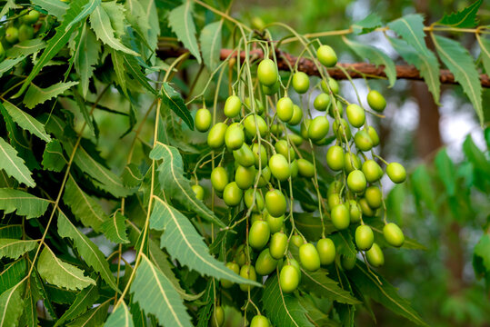 Fresh Neem fruit on tree with leaf on nature background, A leaves of neem tree and fruits growing natural medicinal. Azadirachta indica