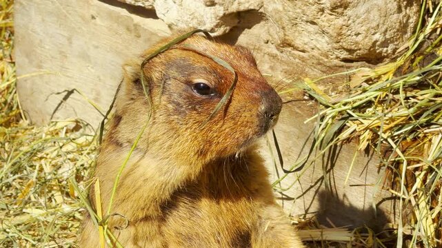 A marmot rests comfortably with blades of grass draped over its face. Its slow breathing creates a soft ruffling sound against the hay while the zoo hums nearby.