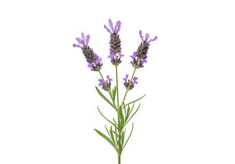 Obraz premium Three purple lavender flower stems isolated on a transparent background
