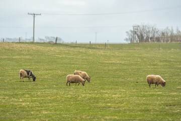 Fototapeta premium Icelandic sheep grazing peacefully in a green countryside pasture in Iceland on an overcast day