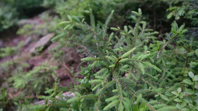 Young evergreen sapling with vibrant green needles growing in the undergrowth of a dense national park forest, showcasing the fresh growth of a conifer tree