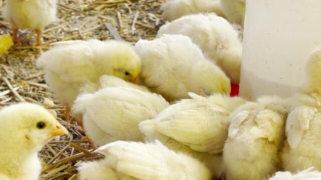A group of fuzzy yellow chicks huddle together while pecking at the ground. Their movements create a soft rustling in the straw accompanied by a constant chorus of high-pitched chirping sounds.
