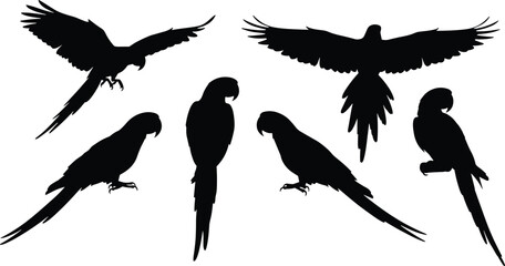 Fototapeta premium Macaw silhouette vector set. Macaw icons for tropical, wildlife, and educational projects. Realistic Macaw shapes for creative, bird, and nature illustrations.