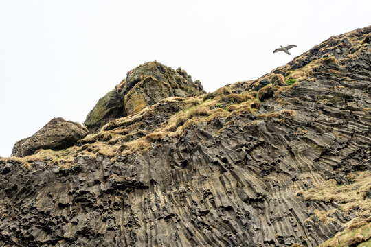 Seagull landing on basalt columns, natural pillars of hardened volcanic rock, famous for their geometric, often hexagonal shapes covered by moss on Reynisfjara, a wonderful black-sand beach