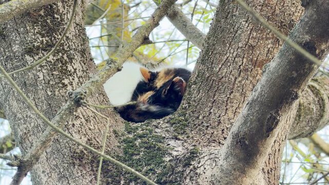 A fluffy calico cat naps soundly, tucked into the mossy fork of a large tree. This serene scene captures a feeling of quiet safety and natural bliss. The cat looks completely relaxed and cozy.