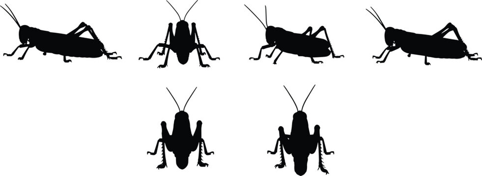 Grasshopper silhouettes collection. Meadow Grasshopper vector graphics for organic farm emblem templates. Jumping Grasshopper shapes for biology textbook classroom poster designs.