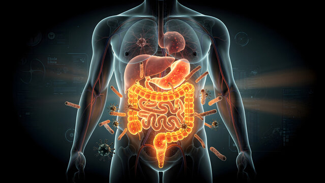 Transparent human anatomy with Ebola infection