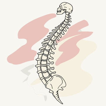 Side view human spine and skeleton.