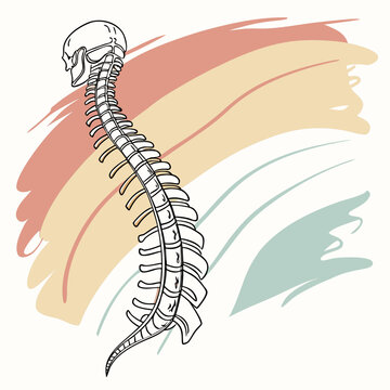 Human spine and skull side view.