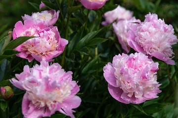 Fototapeta premium Pink Sorbet peonies blooming in summer garden after rain, romantic flower close-up with raindrops, lush green foliage, natural outdoor floral background, no people, elegant botanical scene