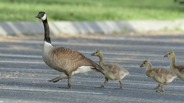 Family of Canada (Canadian Goose) adult and gosling juvenile walks across a parking lot in slow motion Species branta canadensis large avian bird with webbed feet waterfowl on asphalt