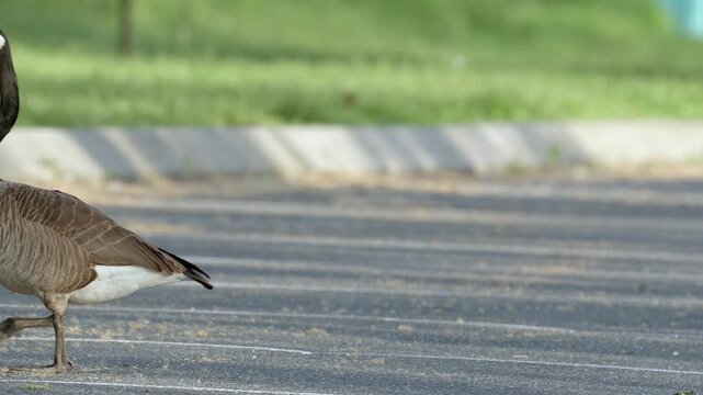 An adult Canada (Canadian Goose) walks across a parking lot in slow motion Species branta canadensis large avian bird with webbed feet waterfowl on asphalt