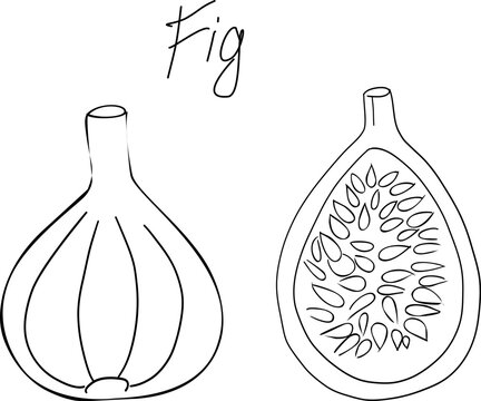 A detailed line art drawing of a whole fresh fig fruit beside an open cut half showing the rich internal seed pattern, labeled with handwritten text Fig.