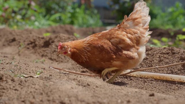 Brown hen walking on dry farm soil