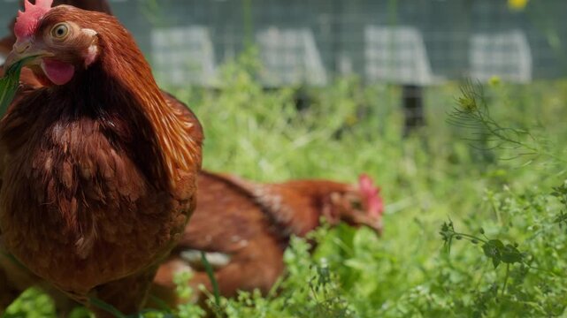 Brown hen hiding in lush green grass