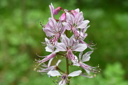 Macro einer Dictamnus Albus