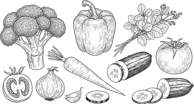 Hand drawn botanical vector vintage sketch illustration black ink collection of organic fresh vegetables broccoli bell pepper carrot tomato onion cucumber sliced isolated on transparent background