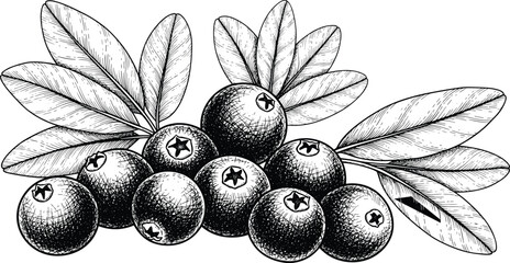 Hand drawn botanical vector sketch illustration of fresh blueberries branch with green leaves engraved vintage style isolated on transparent background © SNOW EVA