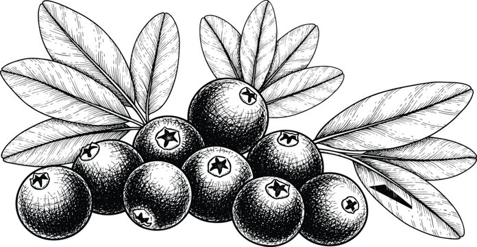 Hand drawn botanical vector sketch illustration of fresh blueberries branch with green leaves engraved vintage style isolated on transparent background