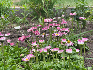 A cluster of Bellis perennis daisies with pink-tipped white petals and yellow centers grows among green foliage and dark soil in a natural garden © Aliona