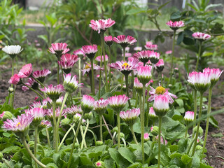 A cluster of Bellis perennis daisies with pink-tipped white petals and yellow centers grows among green foliage and dark soil in a natural garden © Aliona