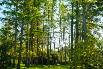 Fototapeta premium Larch trees stand tall in a sunlit forest clearing