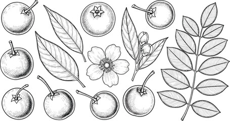 Vintage berry engraving vector set. Blueberry, cranberry, cherry fruit, flower blossom, branch leaves sketch collection. Hand drawn monochrome healthy organic food botanical illustration. © SNOW EVA