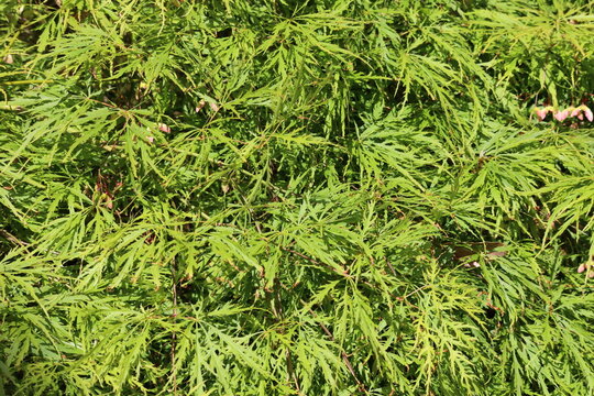Maple of Japan Emerald Lace green leaves fill the space in a vibrant garden on a sunny day