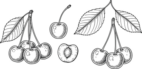 Vintage cherry engraving vector set. Sweet cherry clusters with leaves, single berry with stem, and cut half seed sketch collection. Hand drawn monochrome fruit illustration. © SNOW EVA