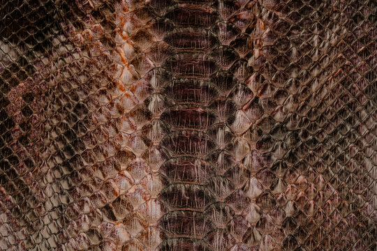Brown python leather texture close up with reptile scale pattern and glossy exotic surface