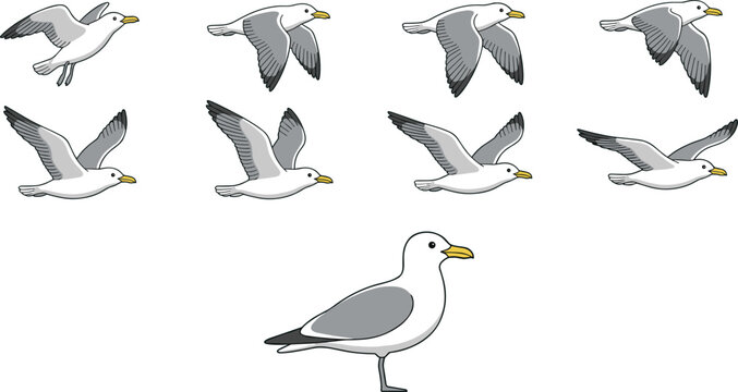 Seagull Flight Animation Frame Sequence Set Featuring Flying Sea Bird Wing Flaps and Standing Gull Vector Illustration for Motion Graphic Designs