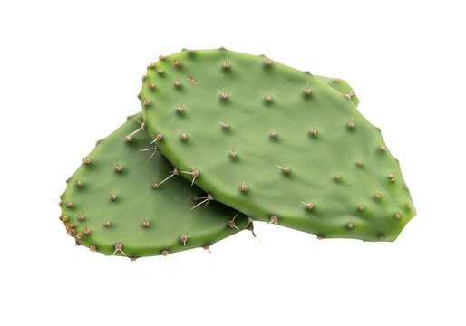 Two prickly pear cactus pads isolated on transparent background