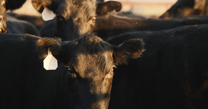 Close-up image of black Angus cattle on a New Mexico ranch for beef in agriculture industry, herd of cows.