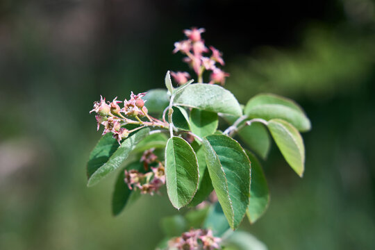 Serviceberry or Amelanchier ovalis branch shows green oval leaves with white-haired undersides alongside developing clusters of star-shaped flowers and small pome fruits