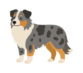 Naklejka premium Australian shepherd dog isolated on white background. Puppy pet canine animal bred. Vector flat illustration