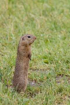 Ground squirrel colony (Syslovisko Biele vody), National park Muranska Planina, Slovakia