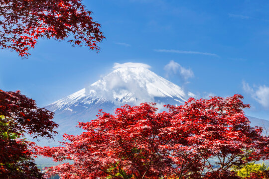 Mt. Fuji as seen through the red Acer Palmatum Japanese Maple leaves at Arakurayama Sengen Park in Fujiyoshida, Japan